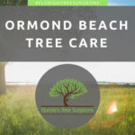 Ormond Beach Tree Care